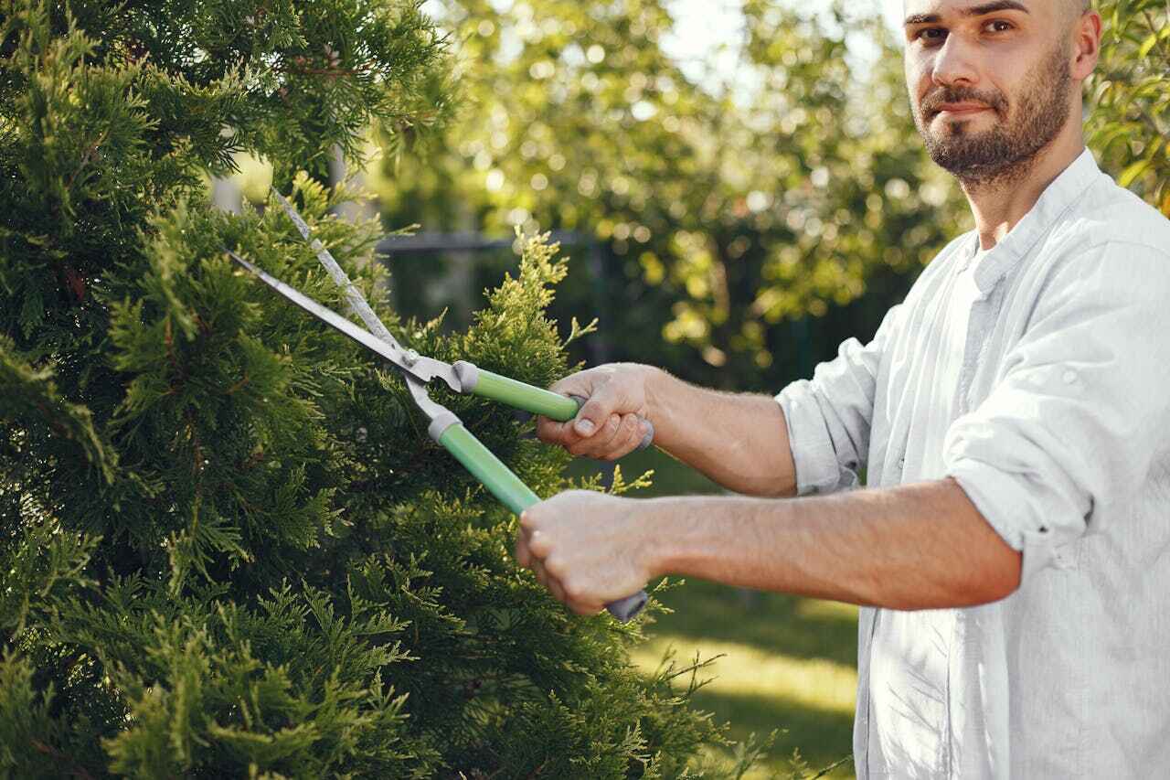 Tree Root Removal in Childress, TX